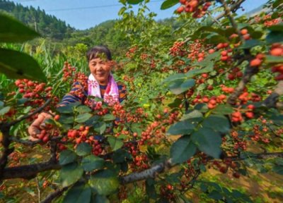 ​中国10大花椒产地大比拼，谁才是＂花椒王者＂