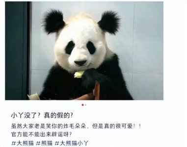 ​官方证实，扎俩“丸子头”的网红大熊猫“小丫”已去世